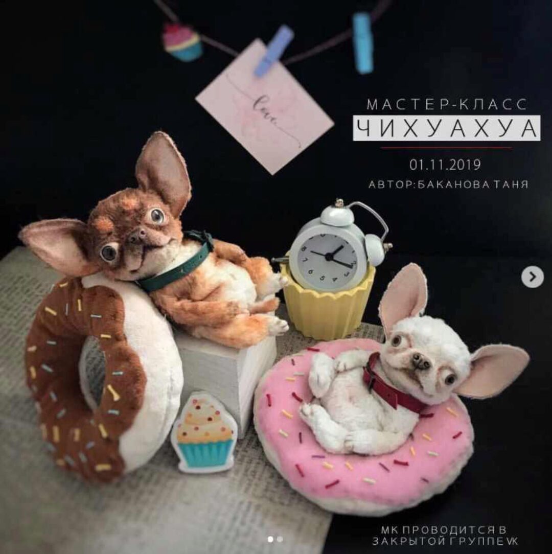 Чихуахуа в стиле тедди (Татьяна Баканова)