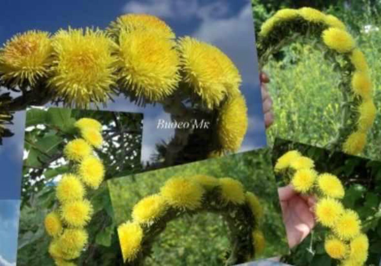 Венок из одуванчиков (Елена Мирсанова)