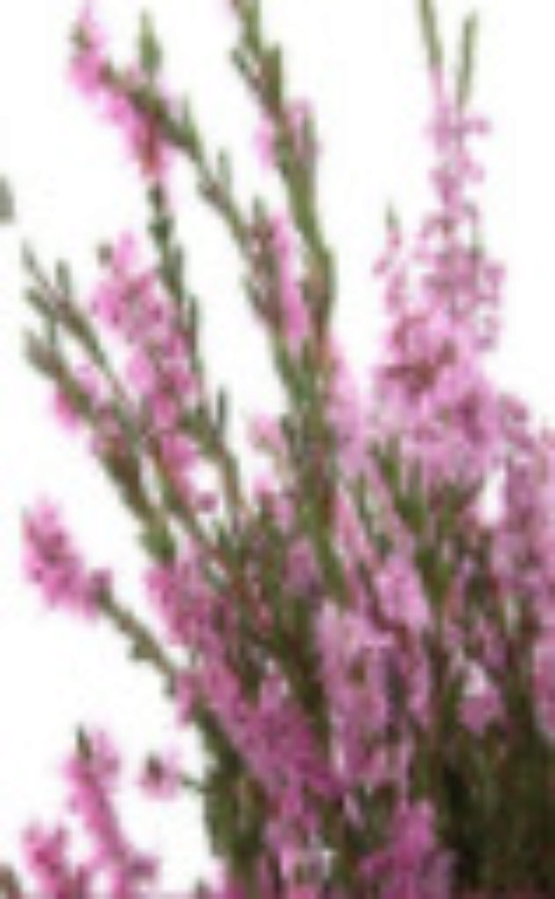 Фитотерапия (Елена Корсун)