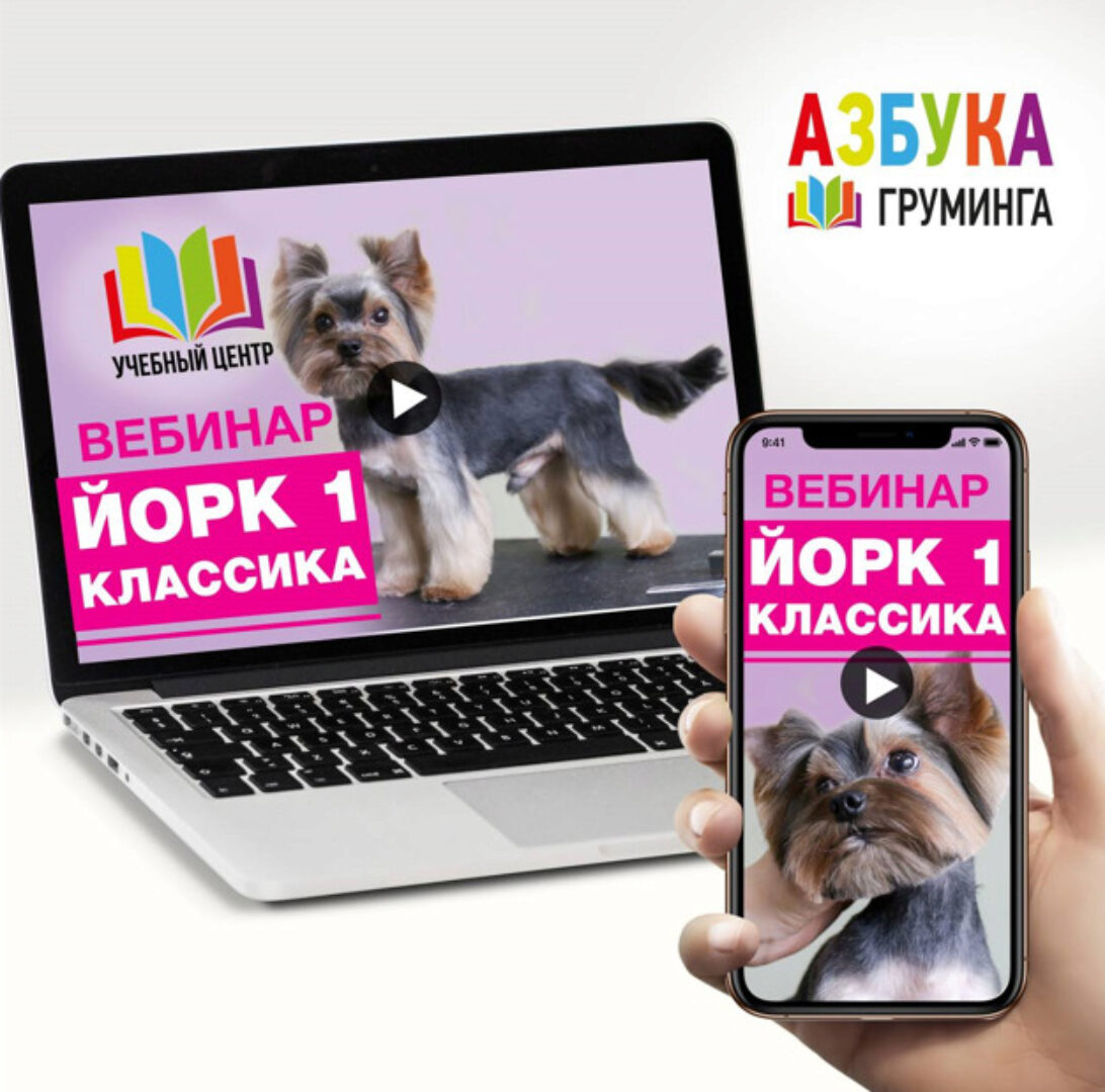 [Азбука Груминга] Стрижка Йорка для начинающих (Дарья Казимова)