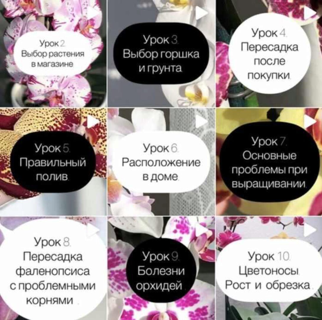 Орхидея дома (orchid_katlo)