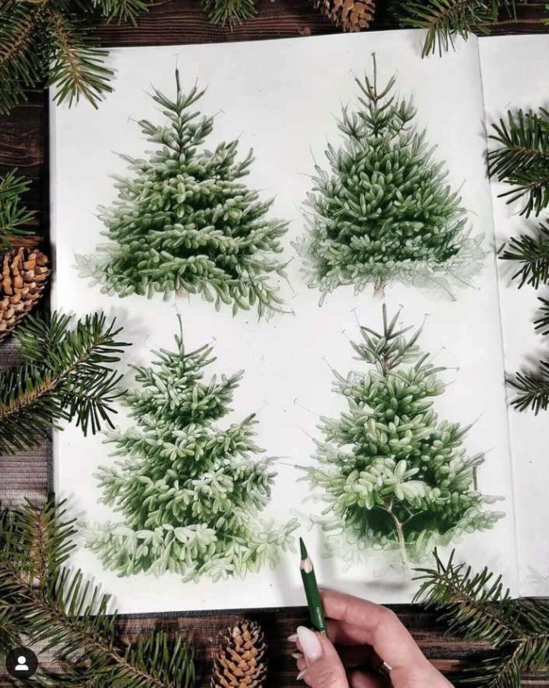 Хвойные деревья в смешанной технике (Евгения Щеглова)