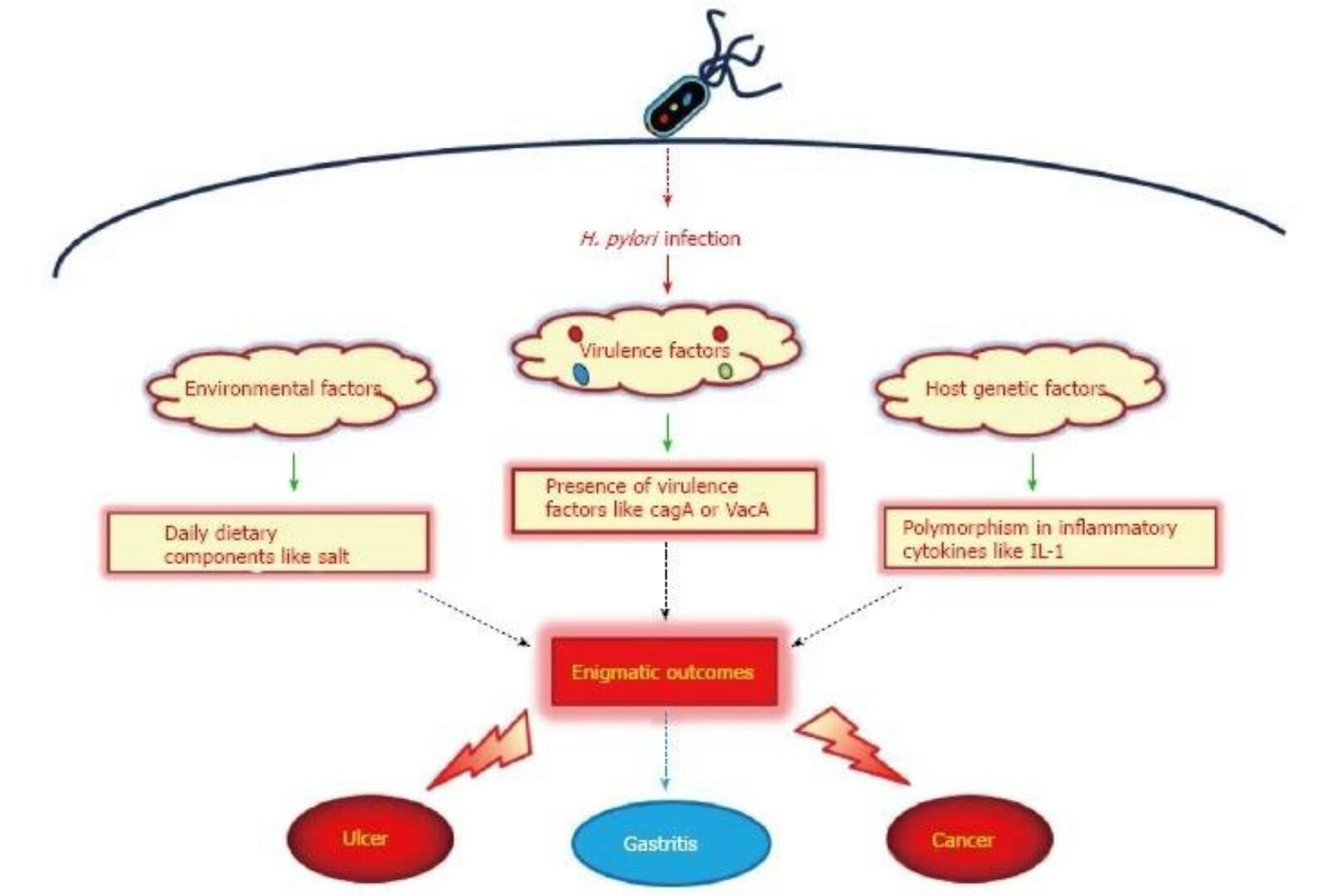 Основная причина гастрита, язвы и рака желудка - Helicobacter pylori (Ольга Сухарева)