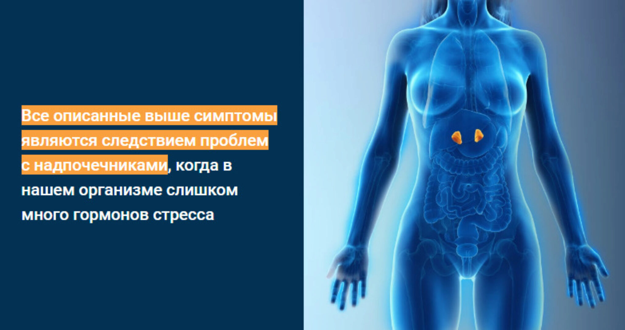 Надпочечниковый тип телосложения. Тариф Pro (Доктор Эрик Берг)