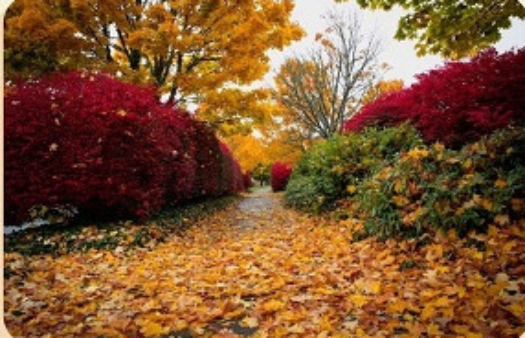 [Умный садовник] Красота осеннего сада (Дмитрий Звонка, Ольга Никитина)