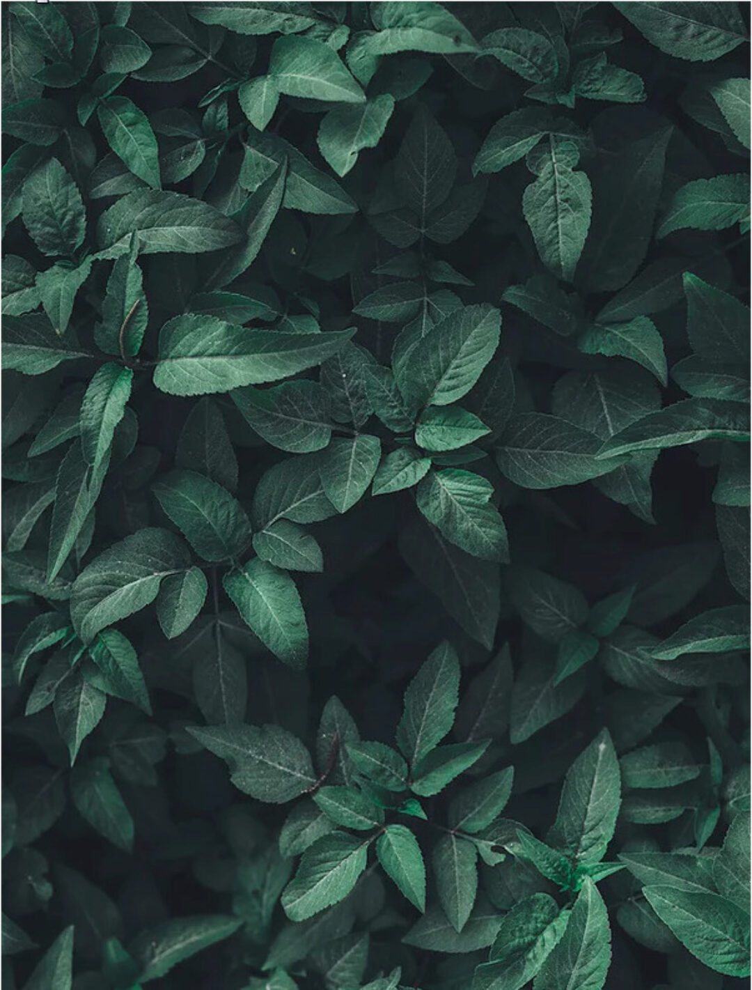 Онлайн-курс по гомеопатии для мам и пап (Ольга Калитеевская)