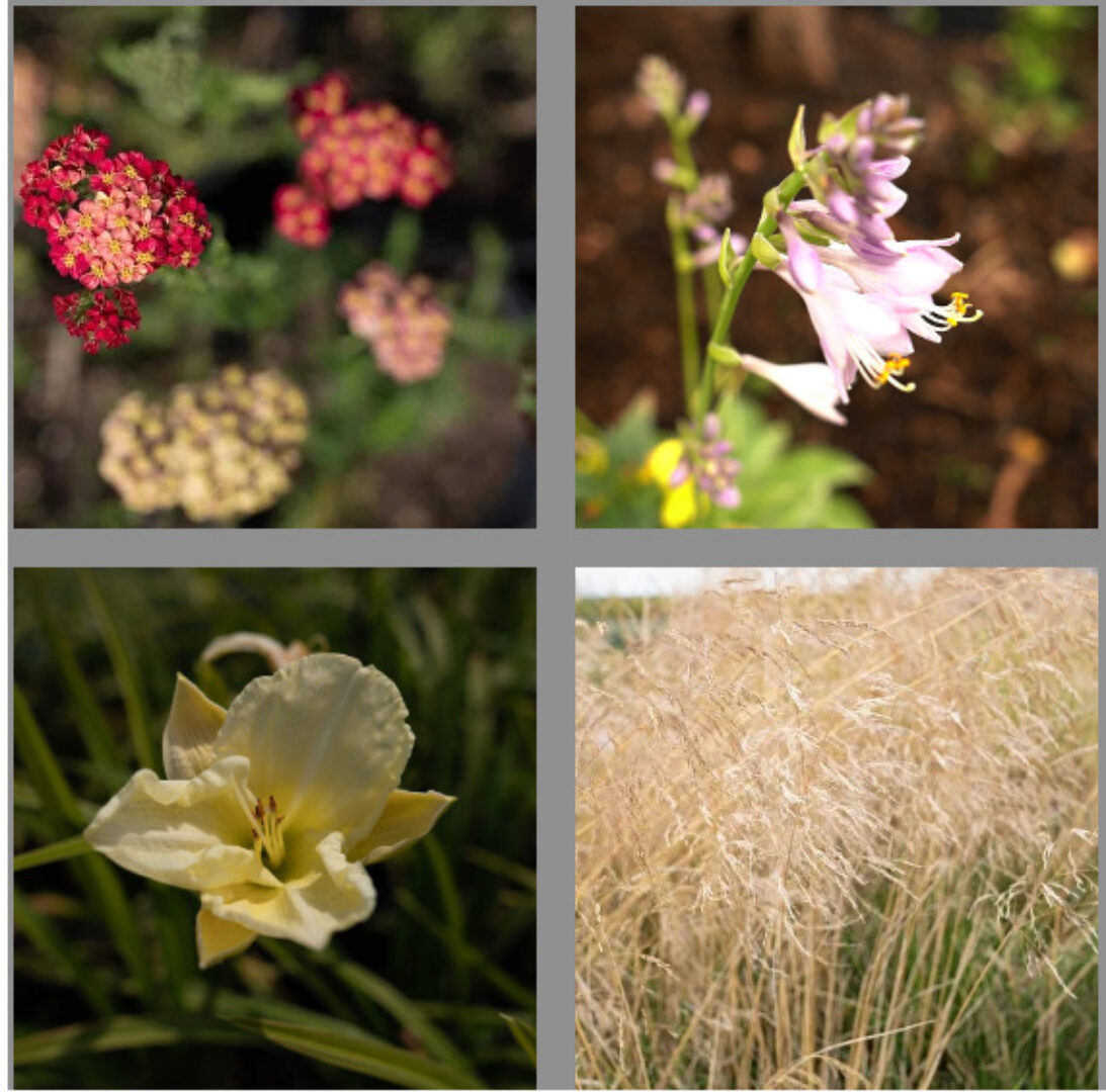 [Школа Ландшафтного Дизайна] Многолетники. Стандартное обучение  (Елена Савич)