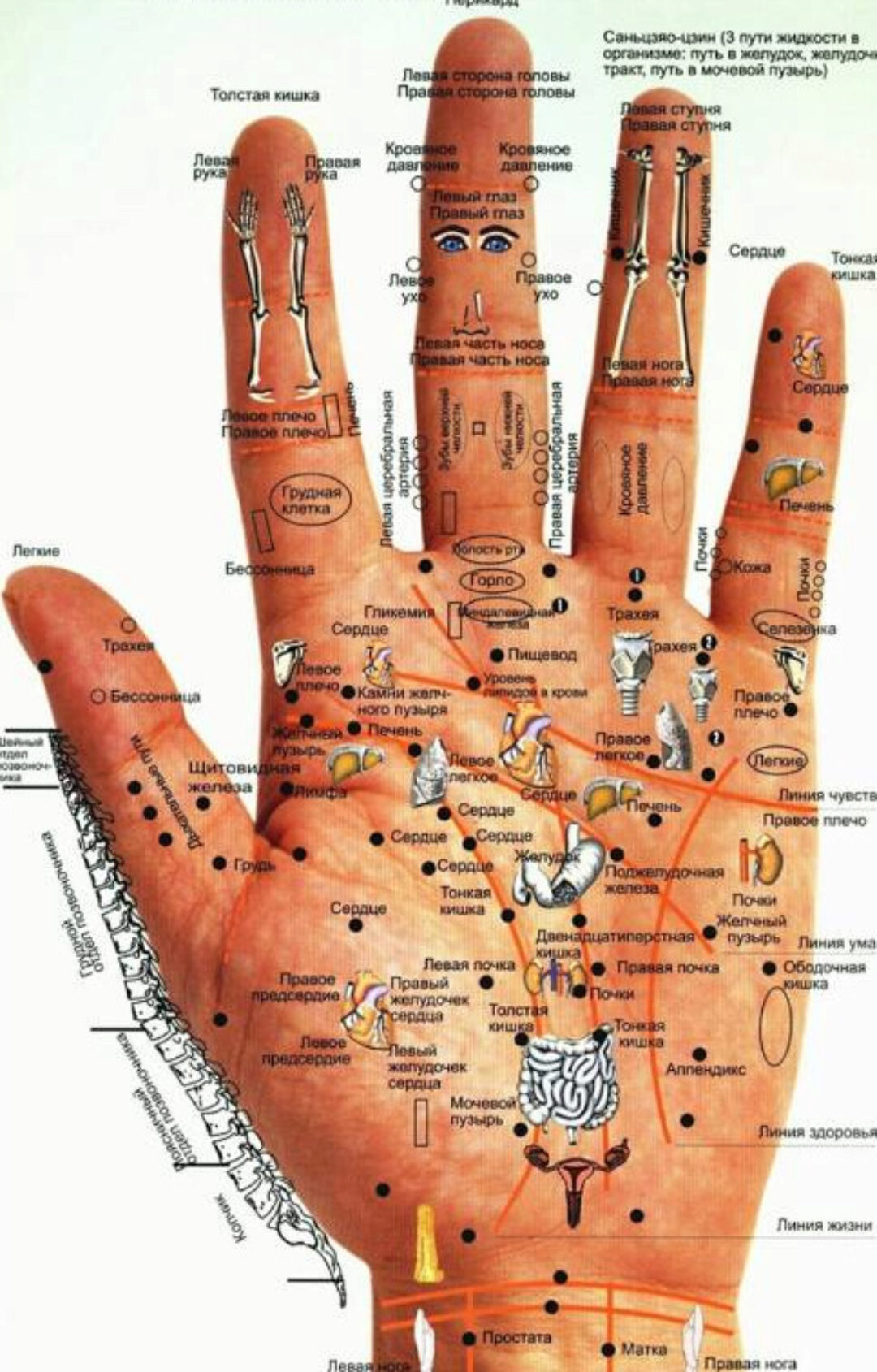 Курс восточная медицина + программа су-джок на каждый день (Владимир Заворотный)