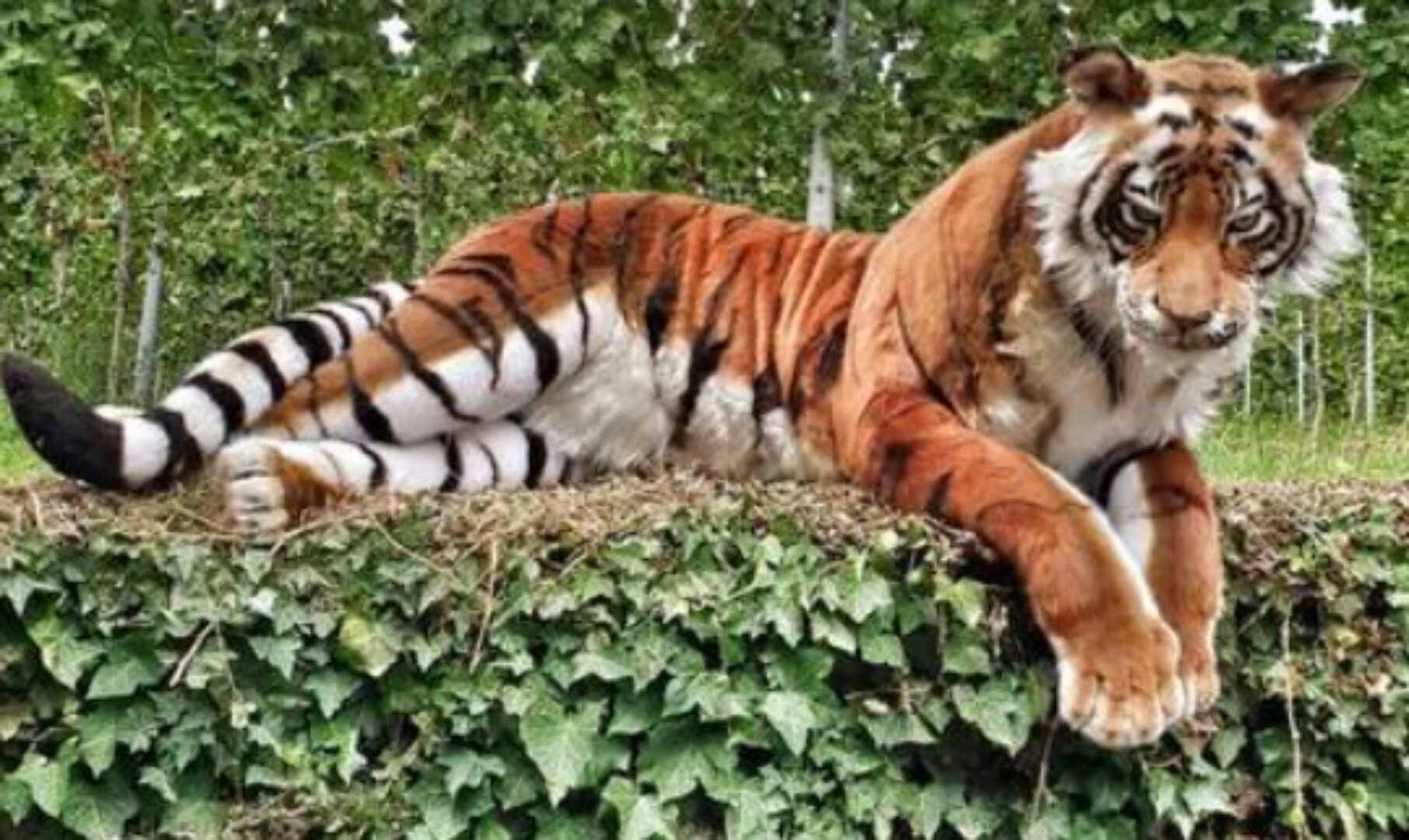 Реалистичная авторская игрушка. Тигр (oxana.sher)