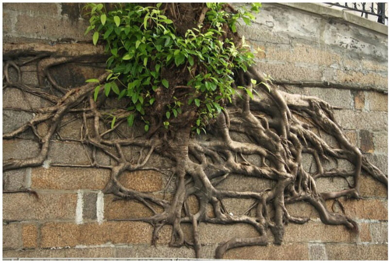 Расторжение переплетений (Елена Веселаго)