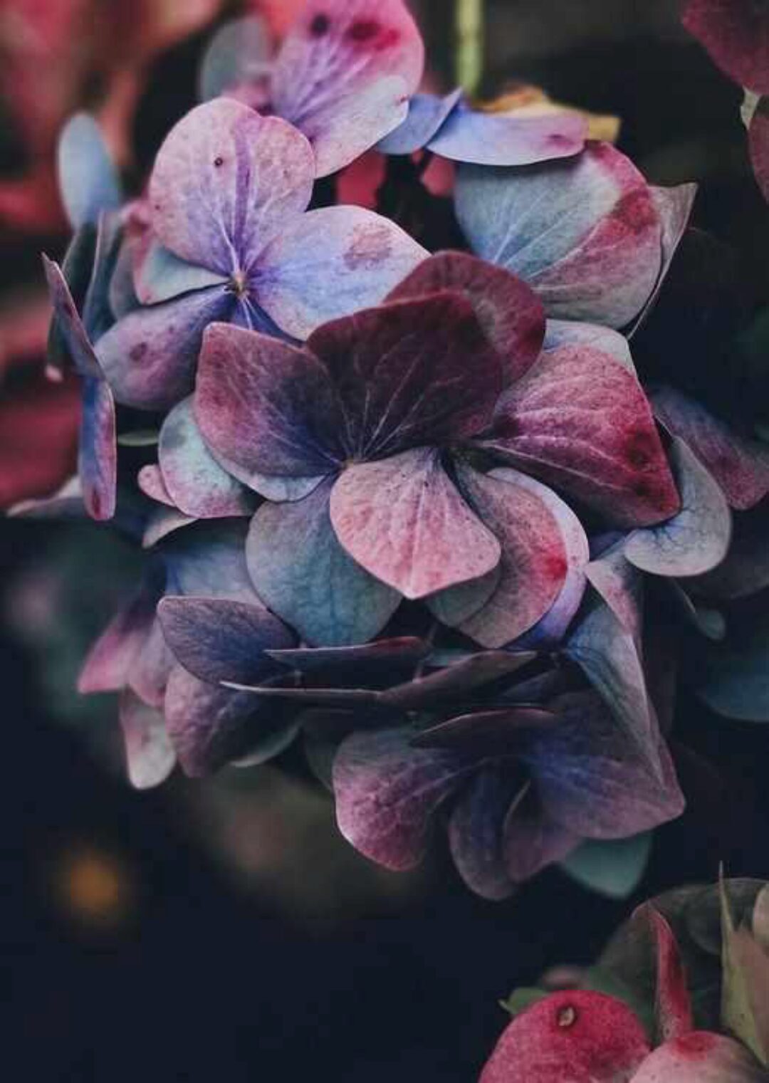 Ботаническая иллюстрация (Любовь Дрюма)