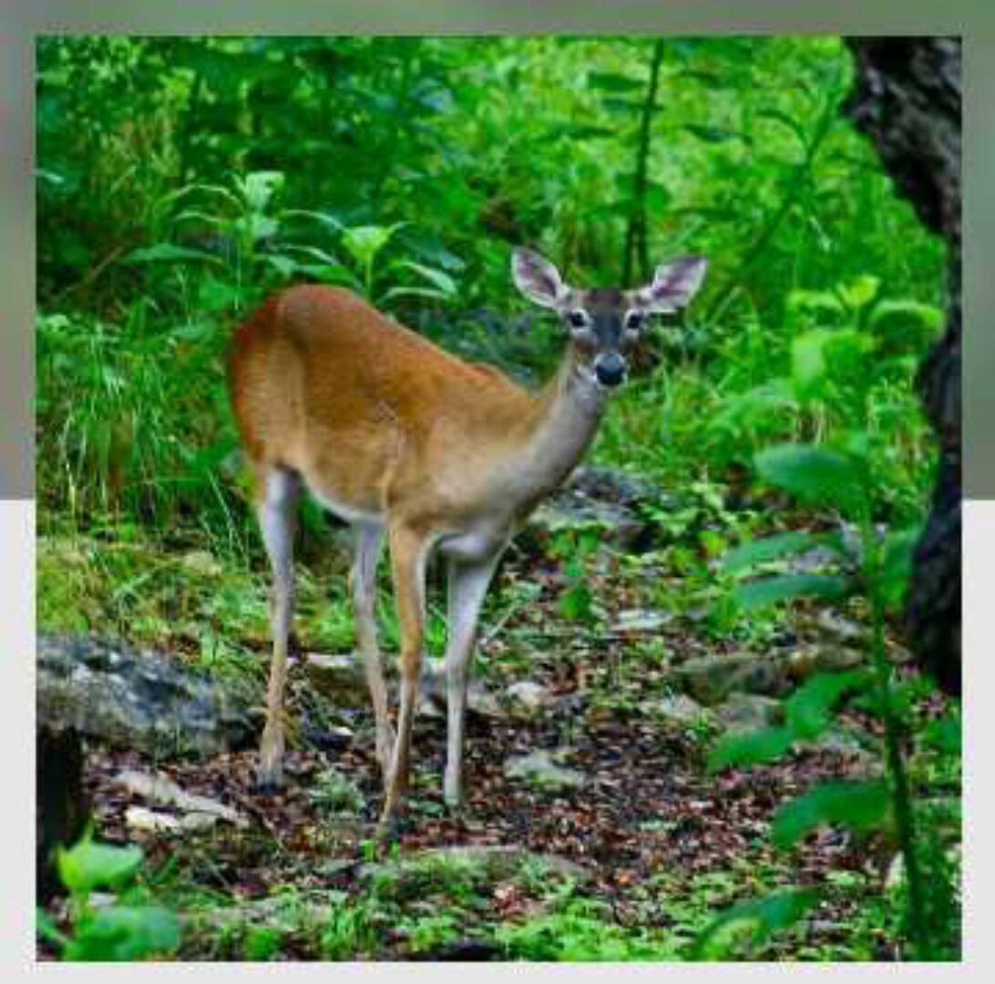 [Митра-Варуна] Накшатра Мригашира. Глубокий анализ (Анна Ласточкина)