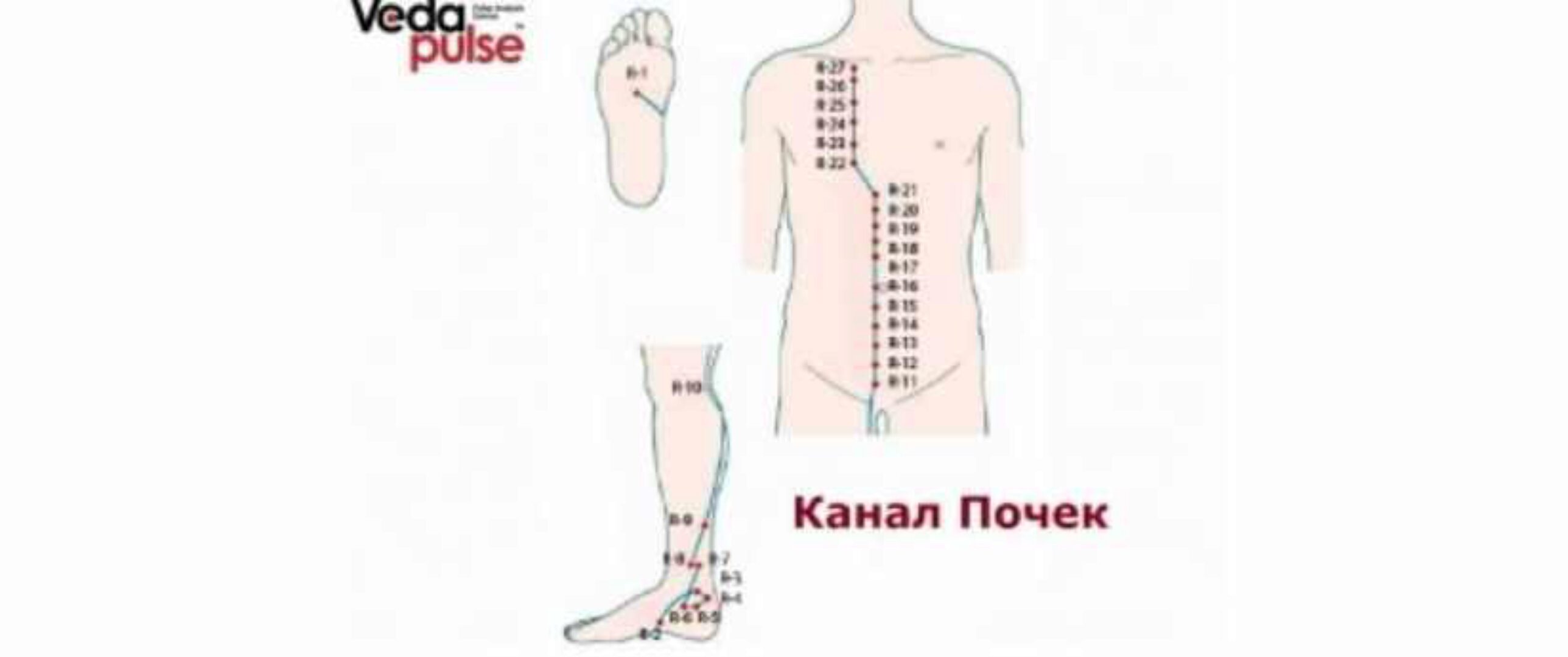 [Vedapuls] Канал Почек, диагностика и методы воздействия (Сергей Косинцев)