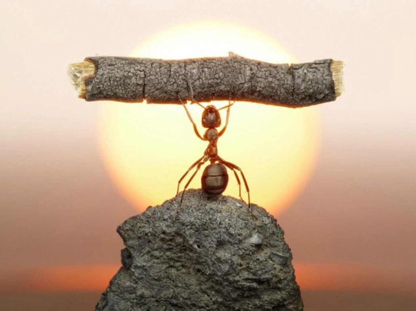 Внутренние опоры. Техники и упражнения в полимодальном подходе (Ольга Матвеева)