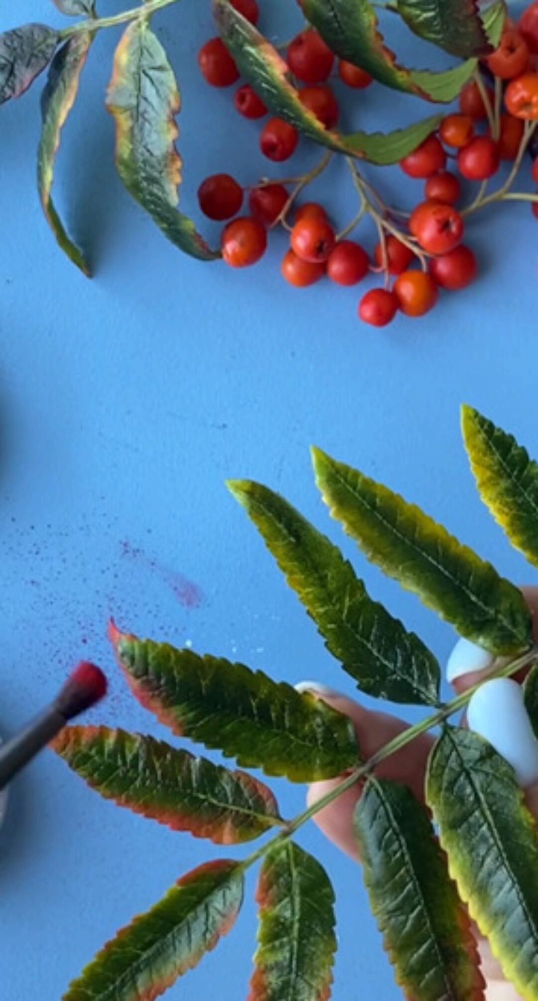 Рябина красная (Дина Косточка)