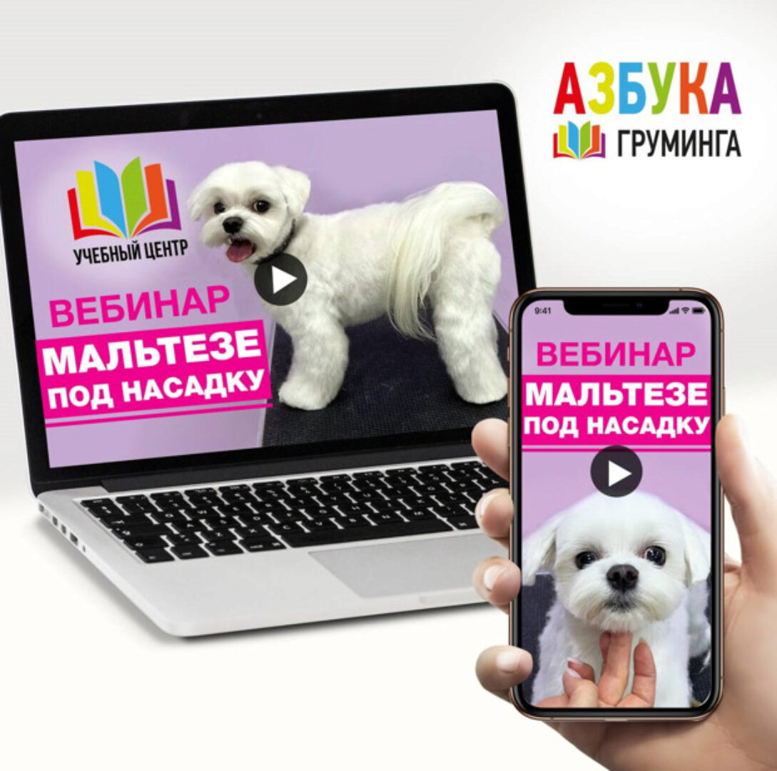 [Азбука Груминга] Стрижка мальтезе под насадку (Дарья Казимова)
