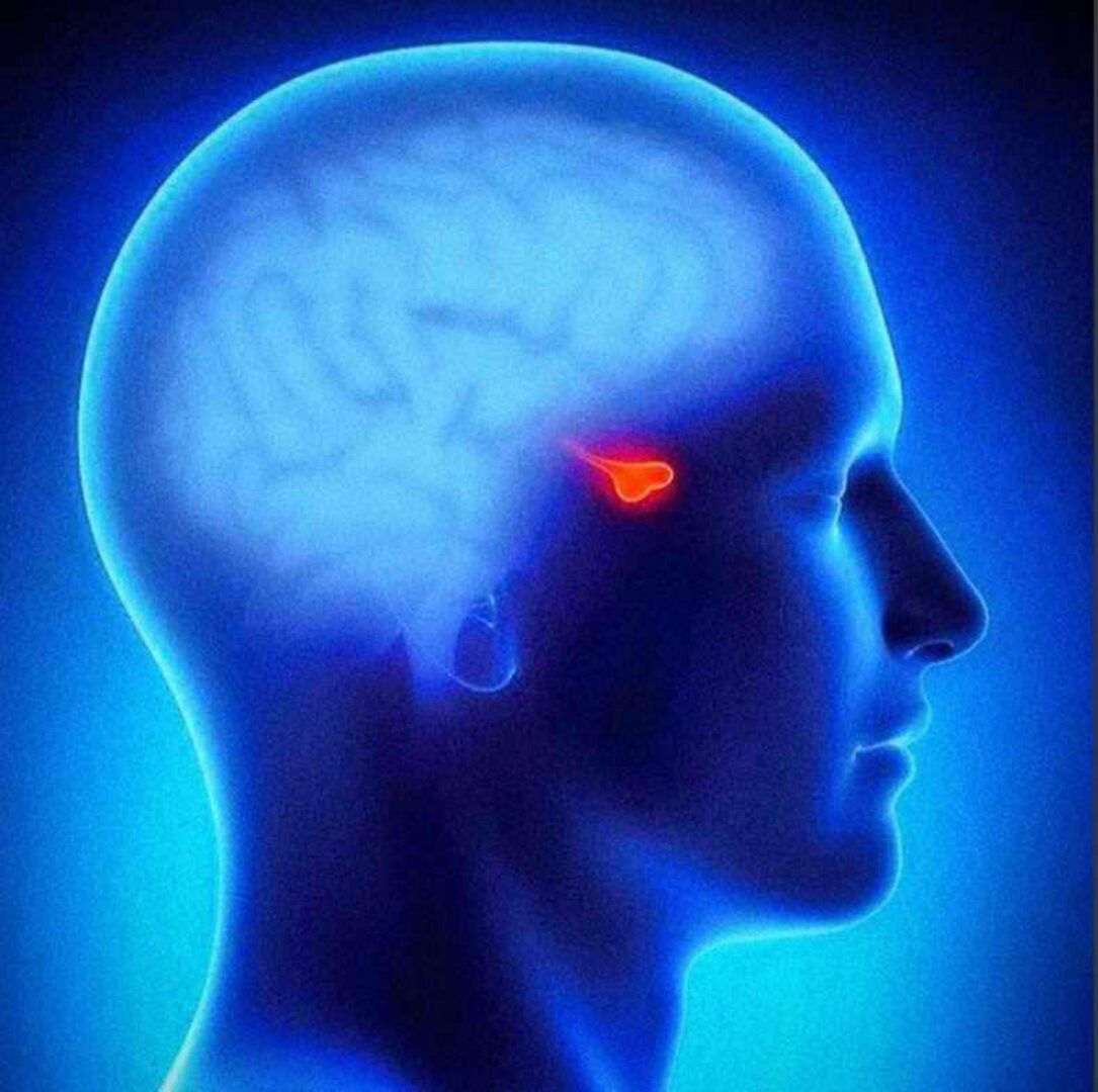 Фабула Гипофиз (Дмитрий Исаев, Александр Драгнев)