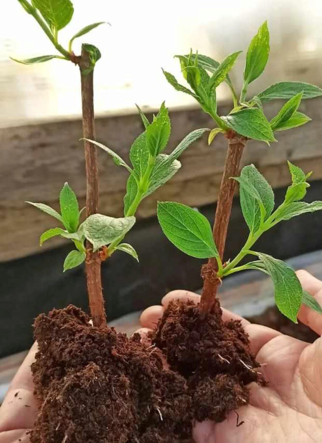 [Умный садовник] Размножение одревесневшими черенками. Тариф Участник (Владимир Задоркин)
