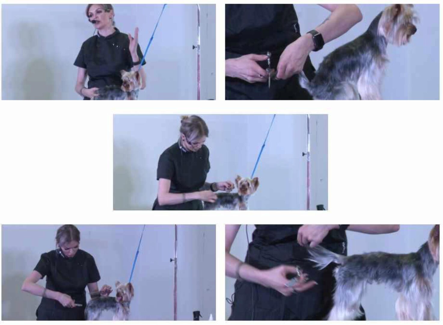 Йоркширский терьер - эволюция стрижек (Ирина Алешина)