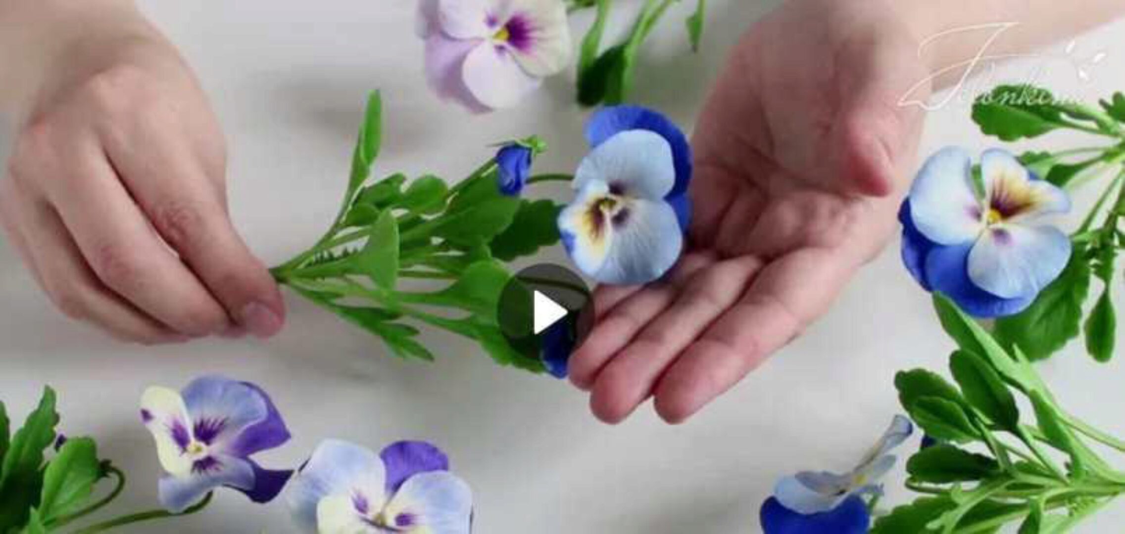 Анютины глазки (Наталья Желонкина)