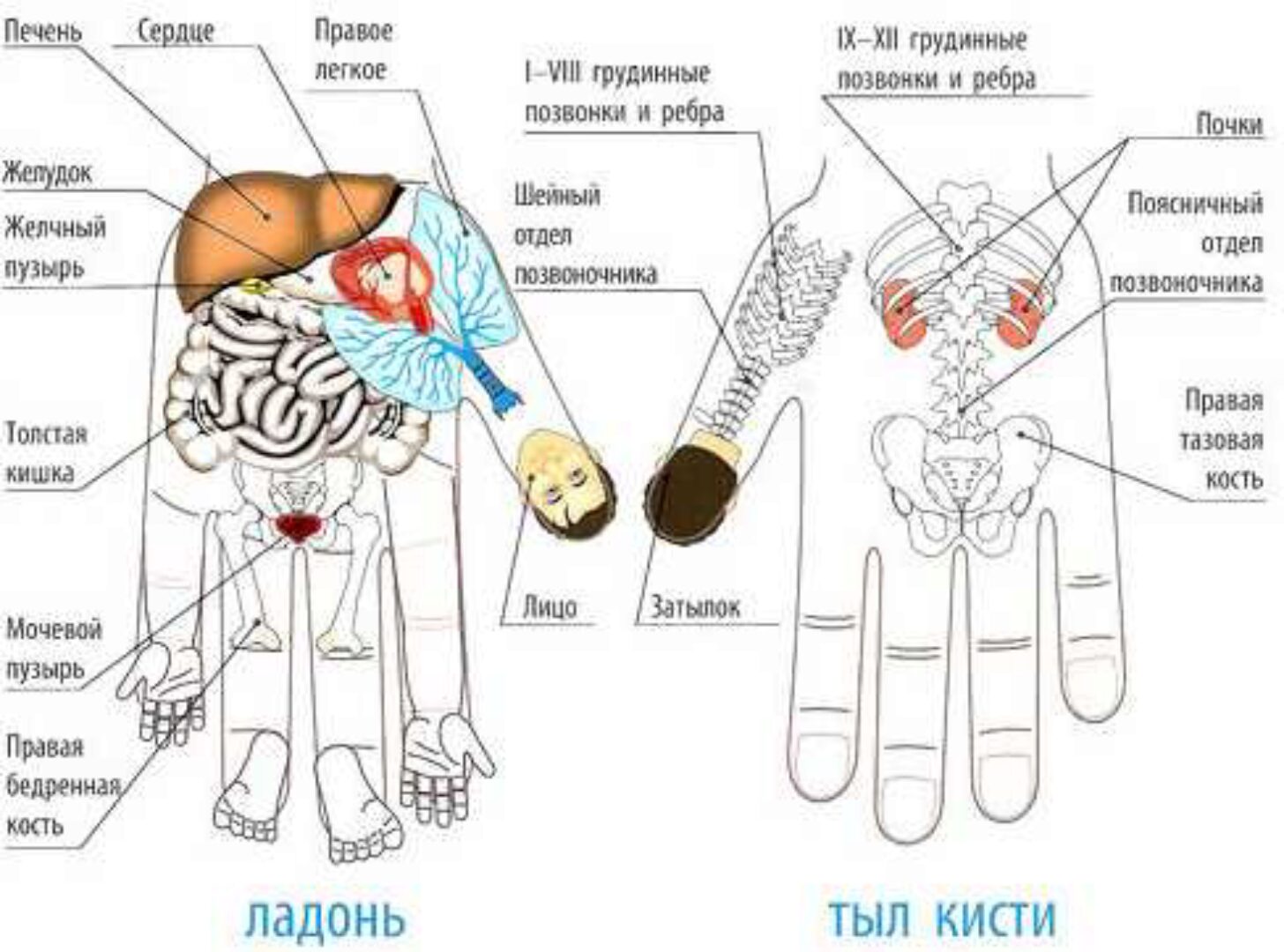 Су Джок терапия Теория Триначалия. Базисный курс (Кристина Астахова)
