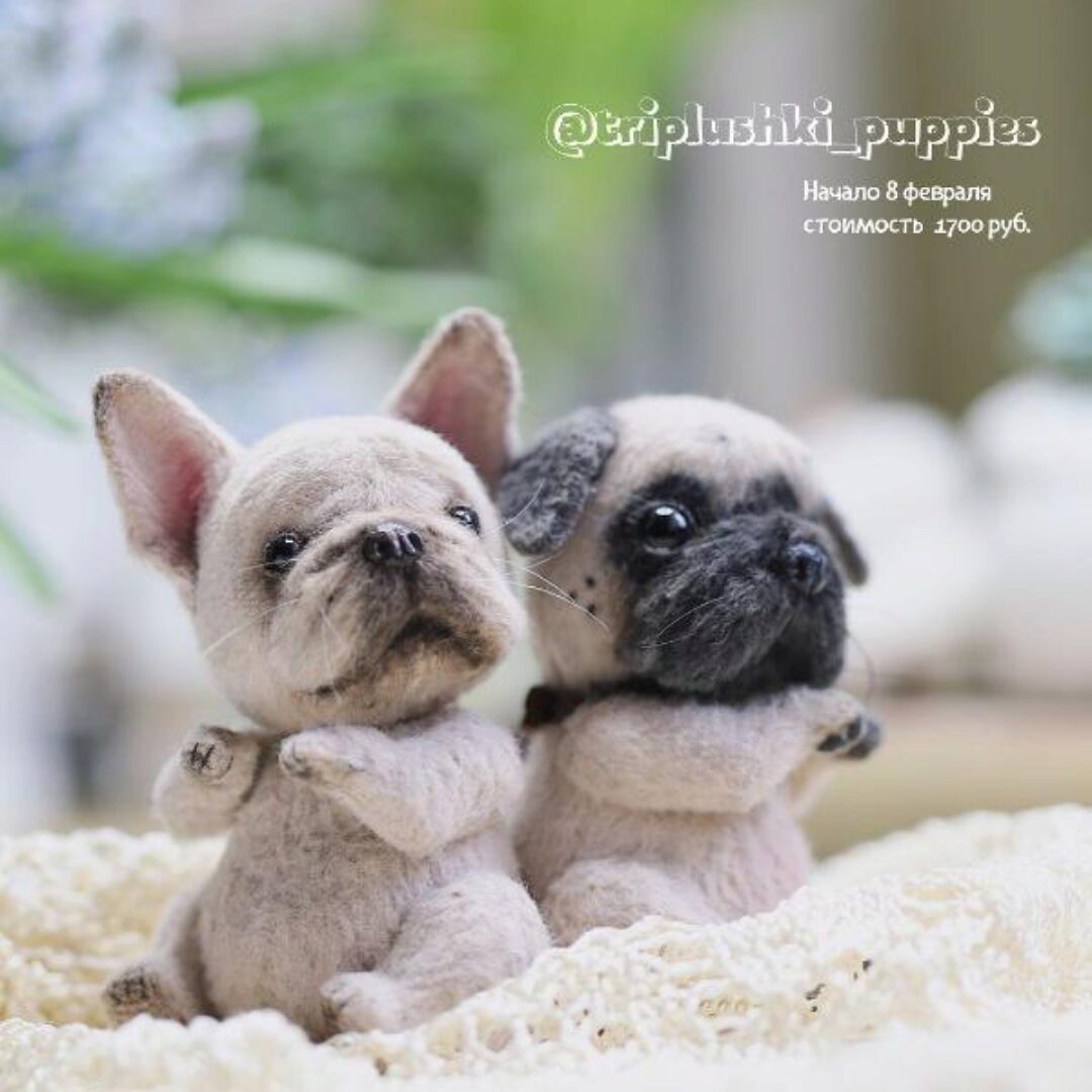 Курс по бульдожке и мопсу  (Таисия Клонингер)