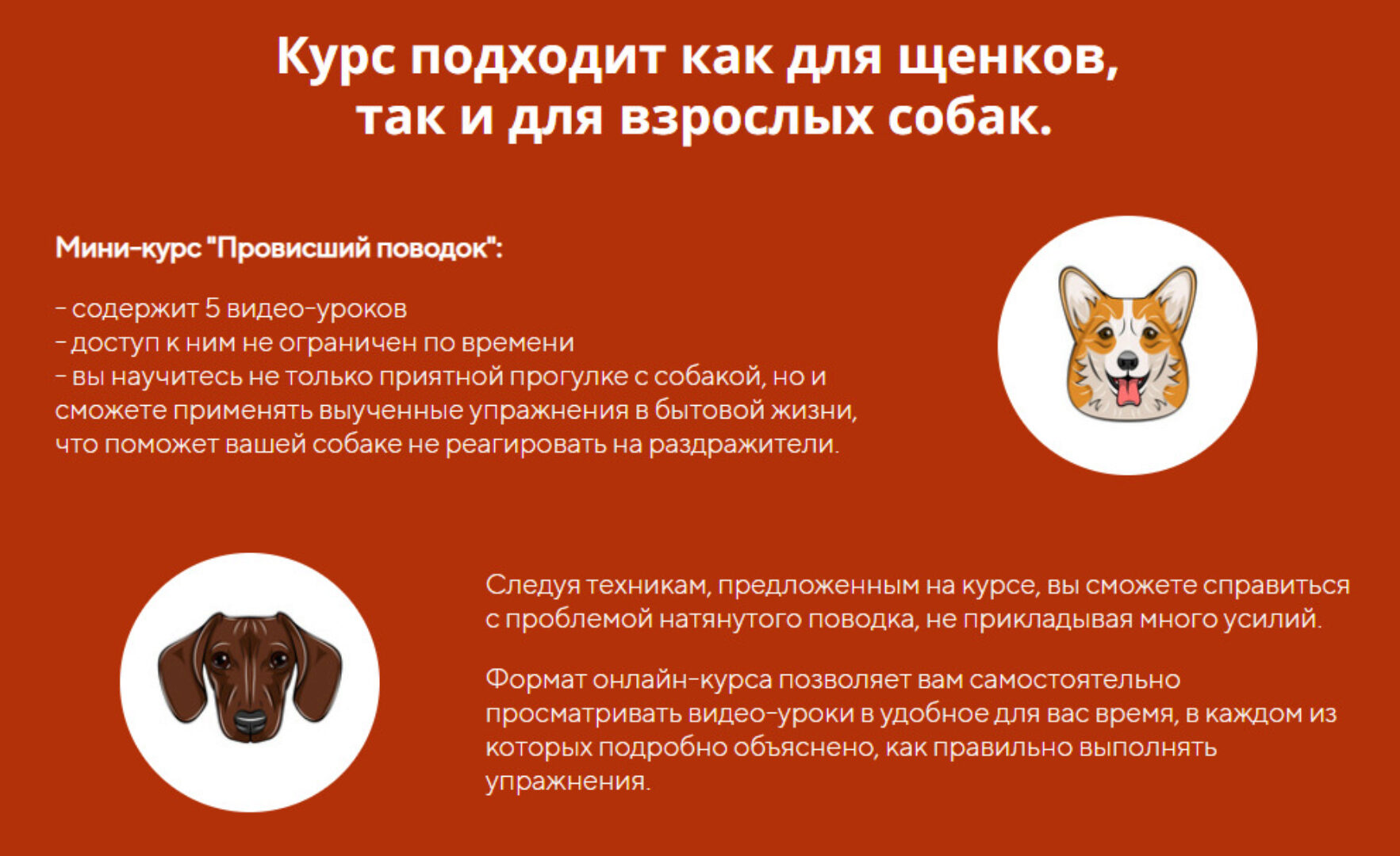 [kinologschool] Провисший поводок (Антонина Зимарева)