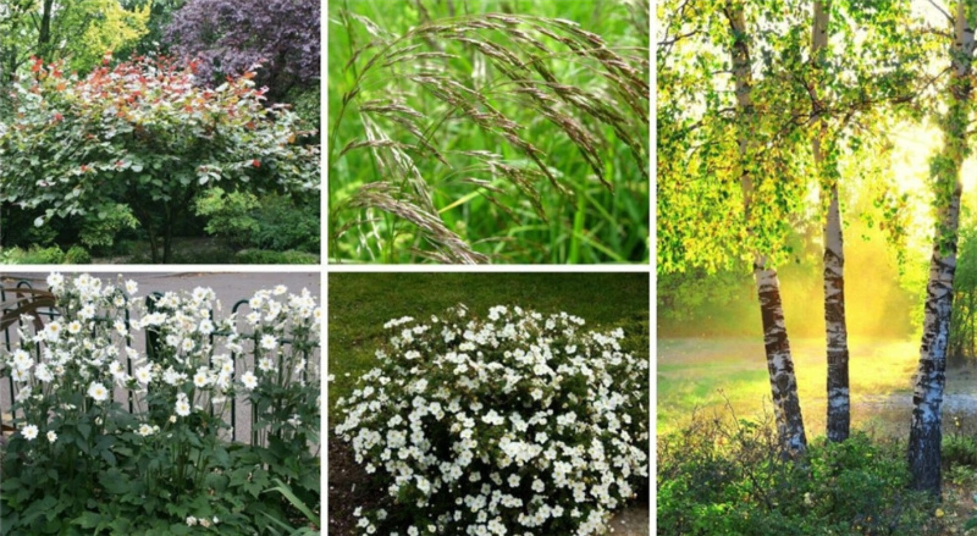 [Школа Современного Ландшафта] Растительный дизайн. Все о работе с древесными (Людмила Белых)