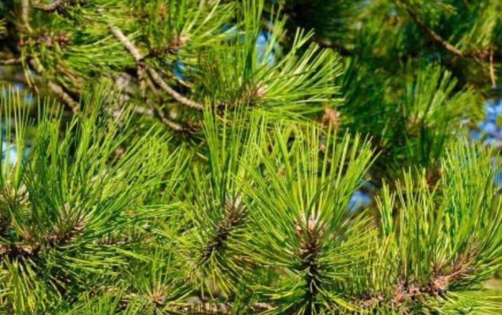 [Центр Шерома] Всё о сосне (Ульвия Голденбрук)