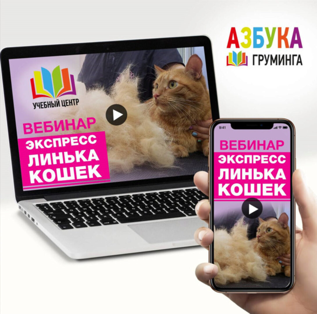 [Азбука Груминга] Экспресс-линька кошек (Ксения Селезнева)
