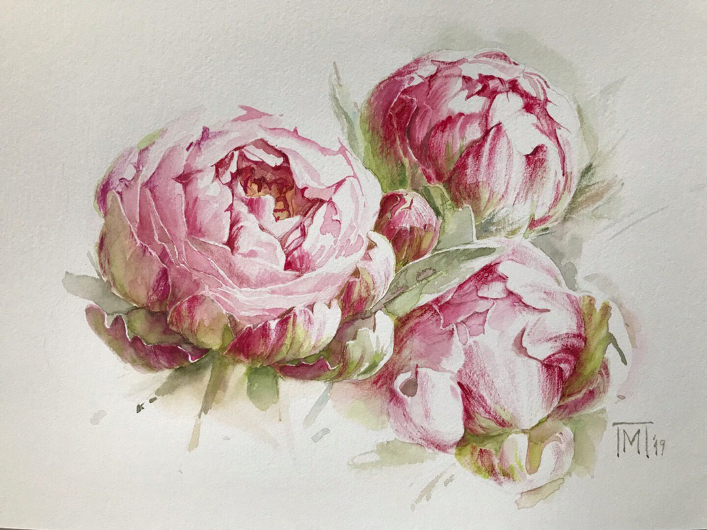 [Lectoroom]  Розовые пионы акварелью. Практика (Мария Павлова)