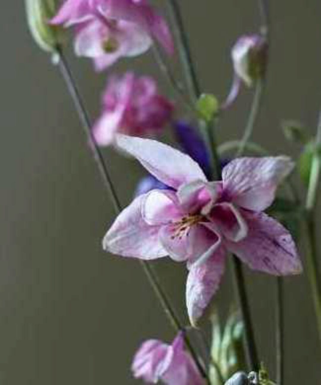 Вебинар по вафельным цветам 2.0 (cakeit_nsk)