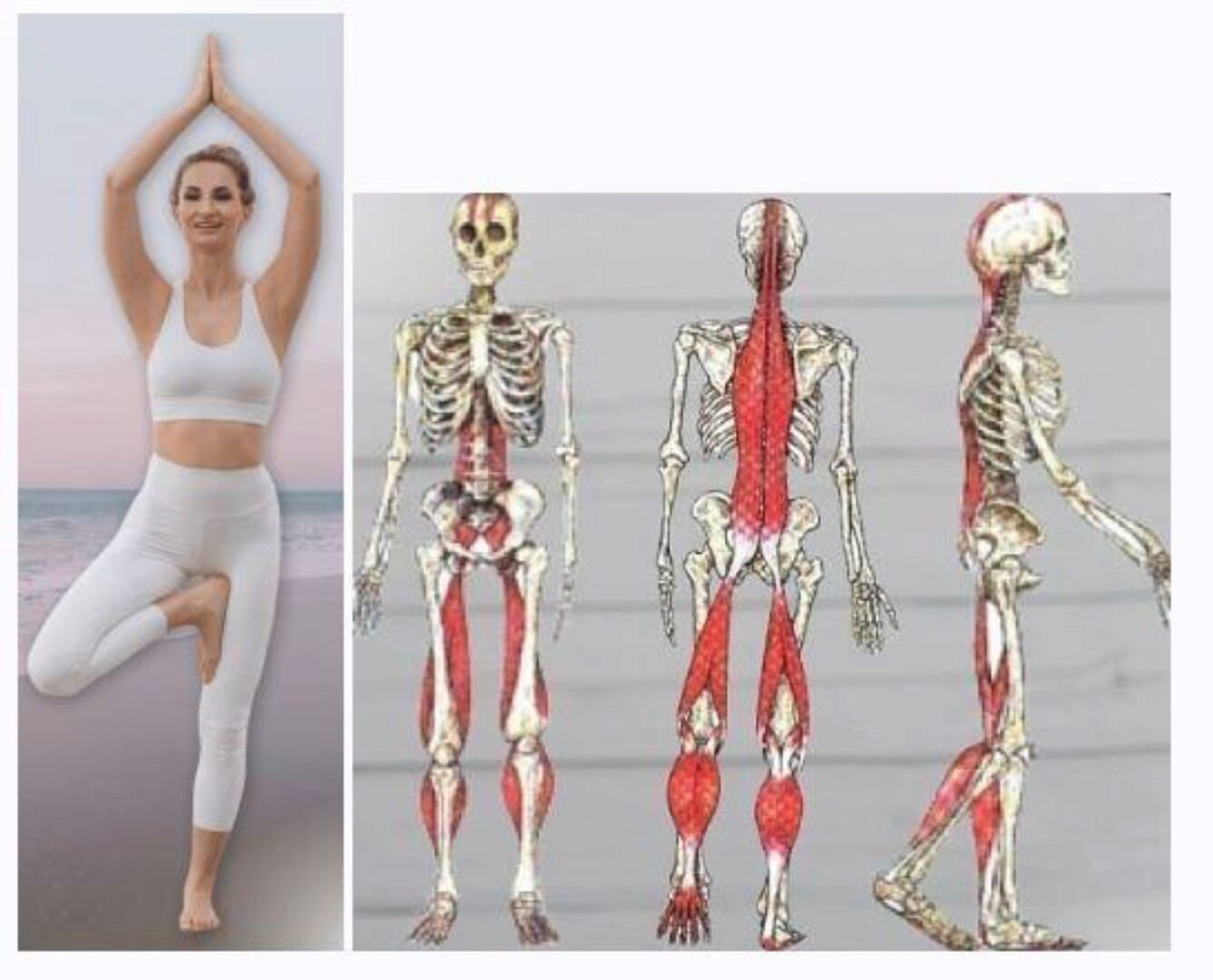 [Бьютилект] Фасциальное высвобождение. Здоровое тело и молодое лицо (Ольга Енко)