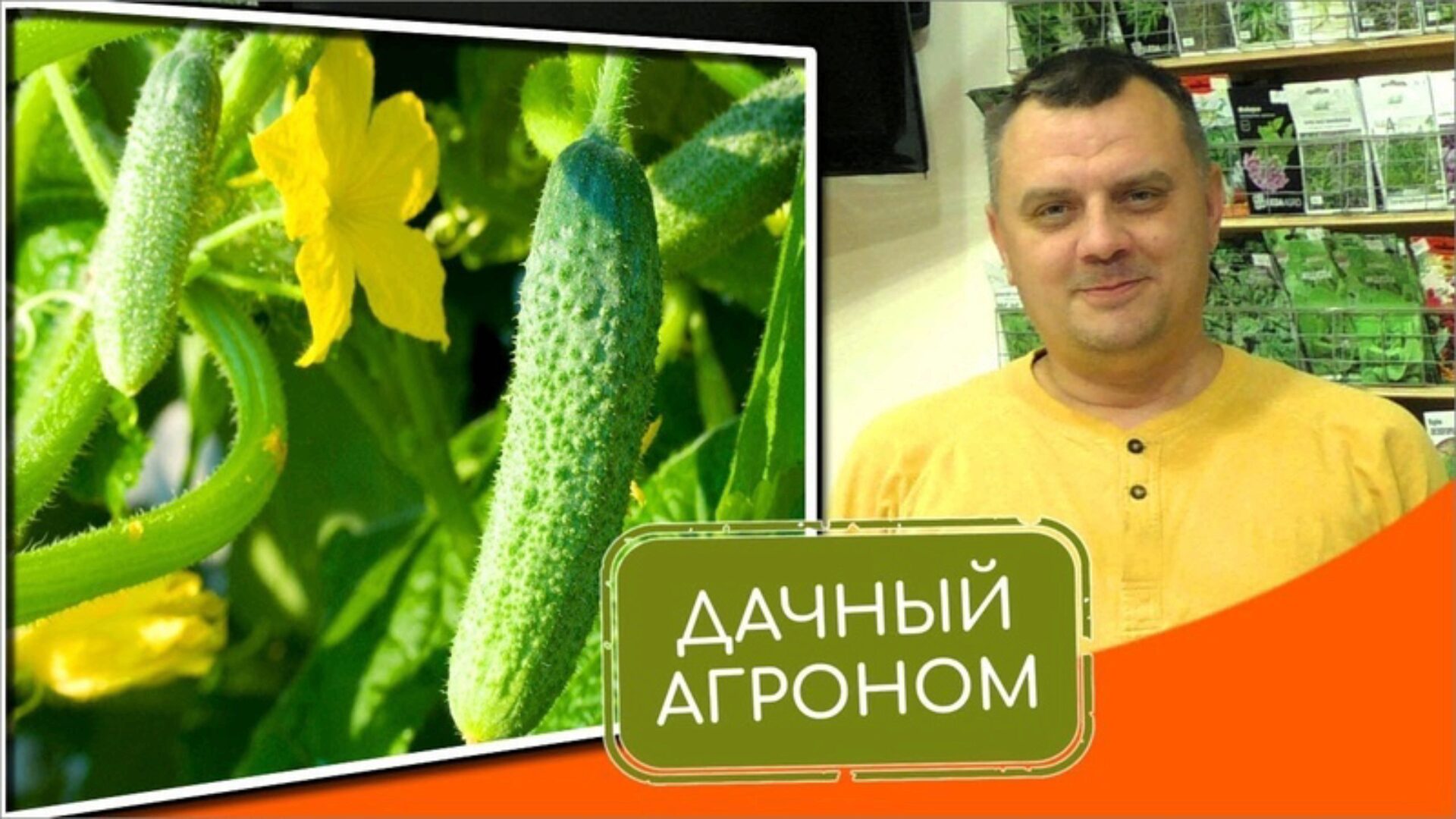 [Дачный агроном] Огуречный Курс