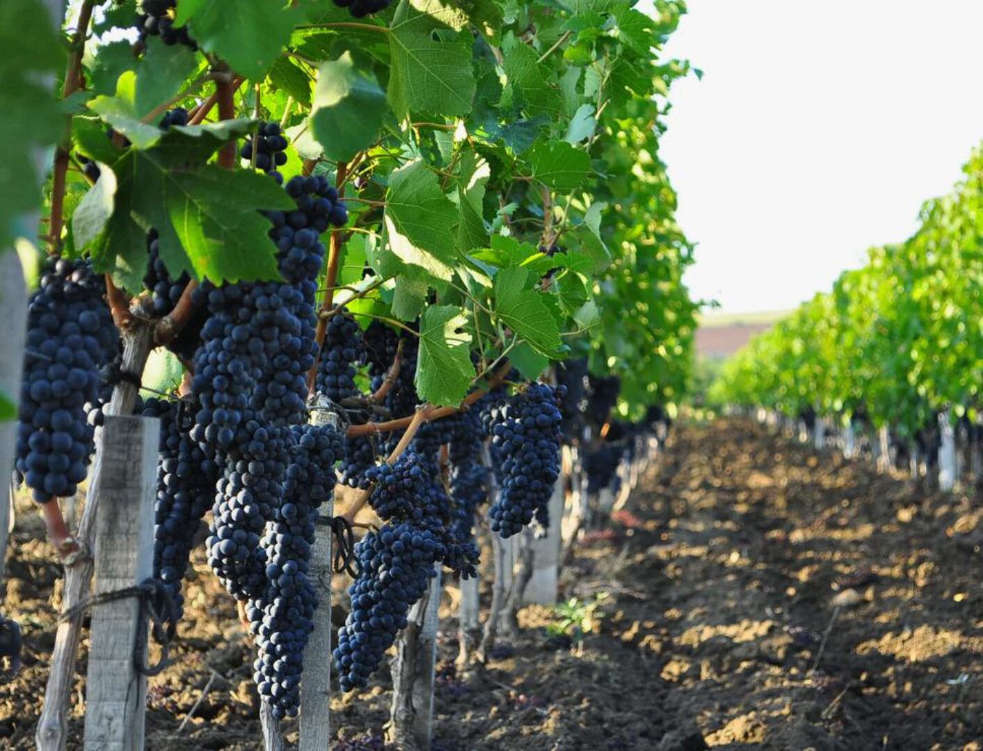 [Университет виноградаря] Северное виноградарство