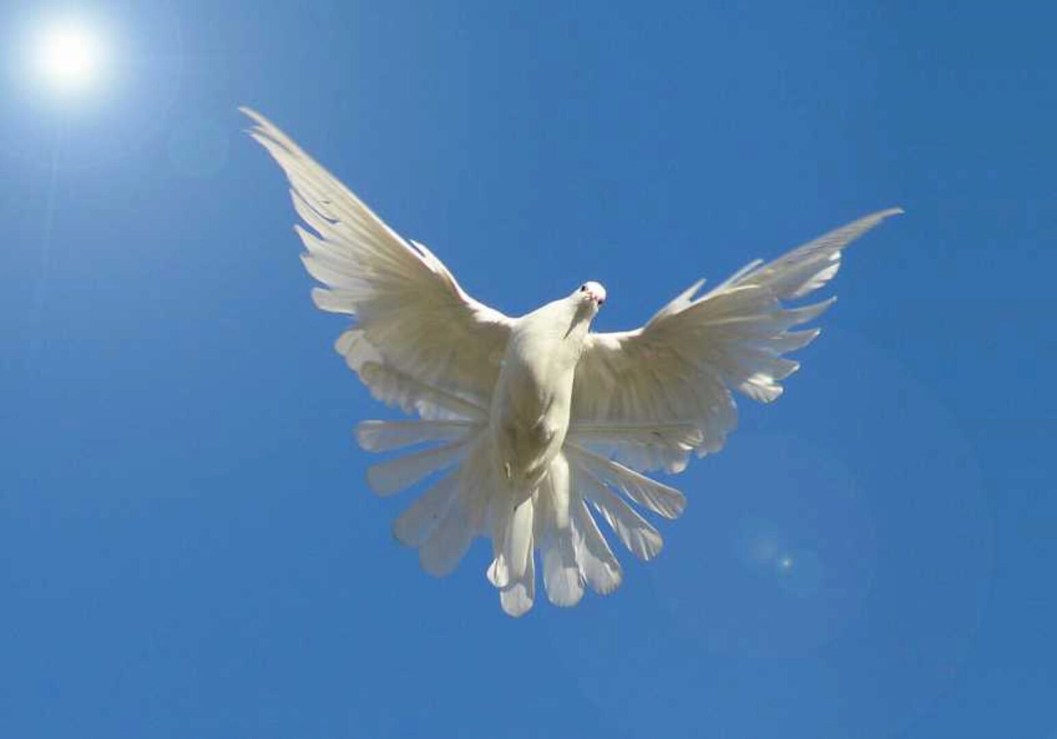 Работа с ресурсной картой рода  Птица (Елена Веселаго)