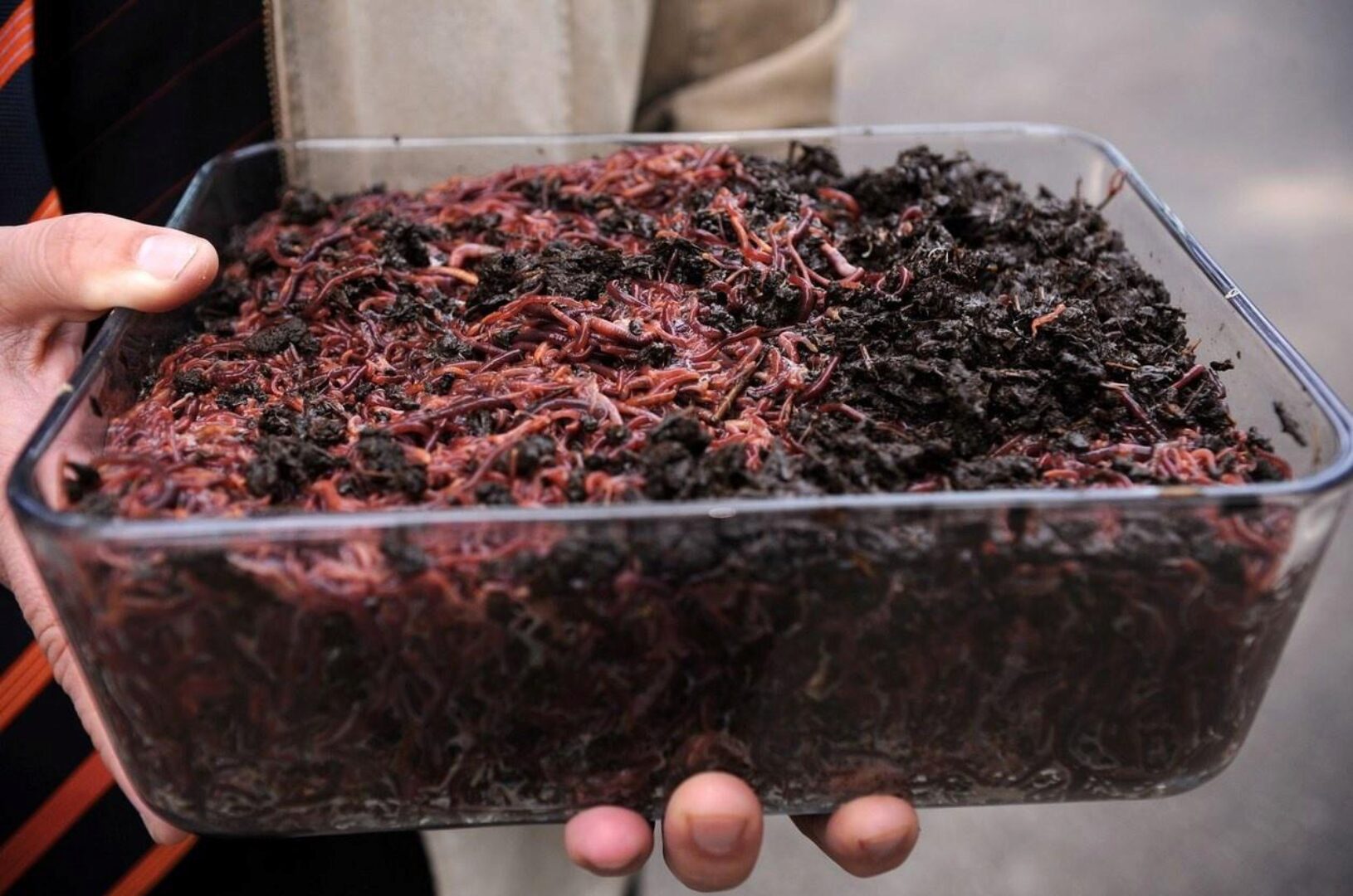 Вермиферма - разведение червей и производство биогумуса