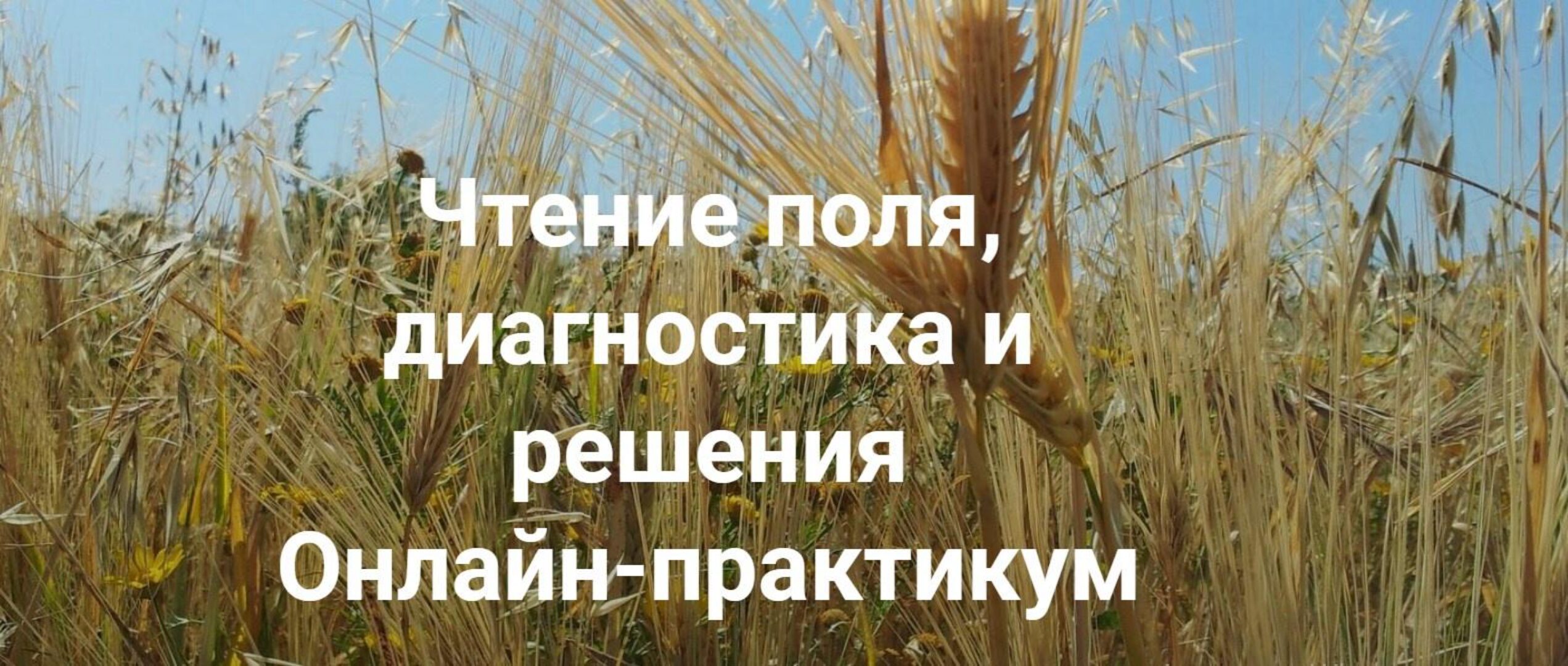Чтение поля, диагностика и решения. Пакет Только теория (Елена Веселаго)