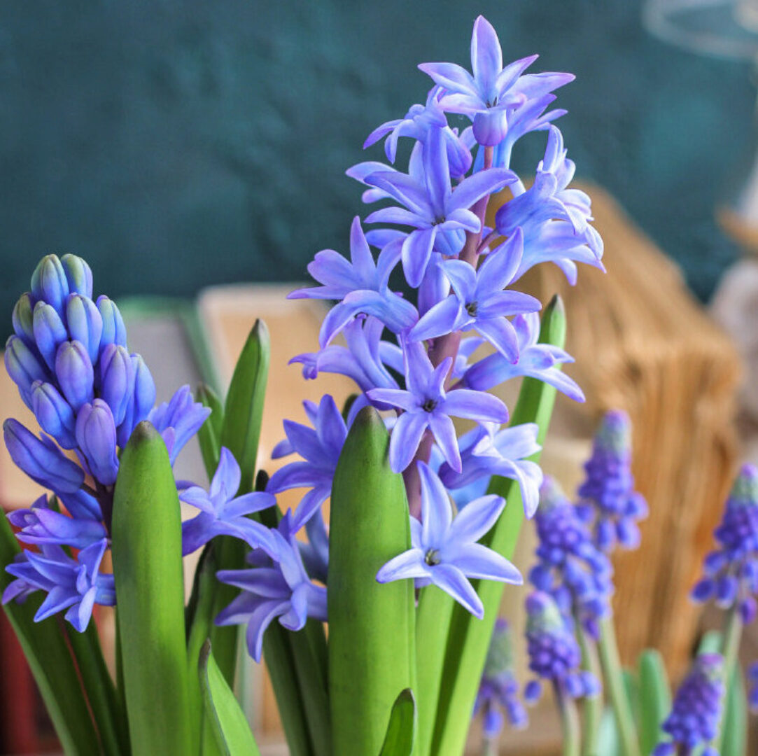 Гиацинт (Татьяна Кононова) @tanyaflower