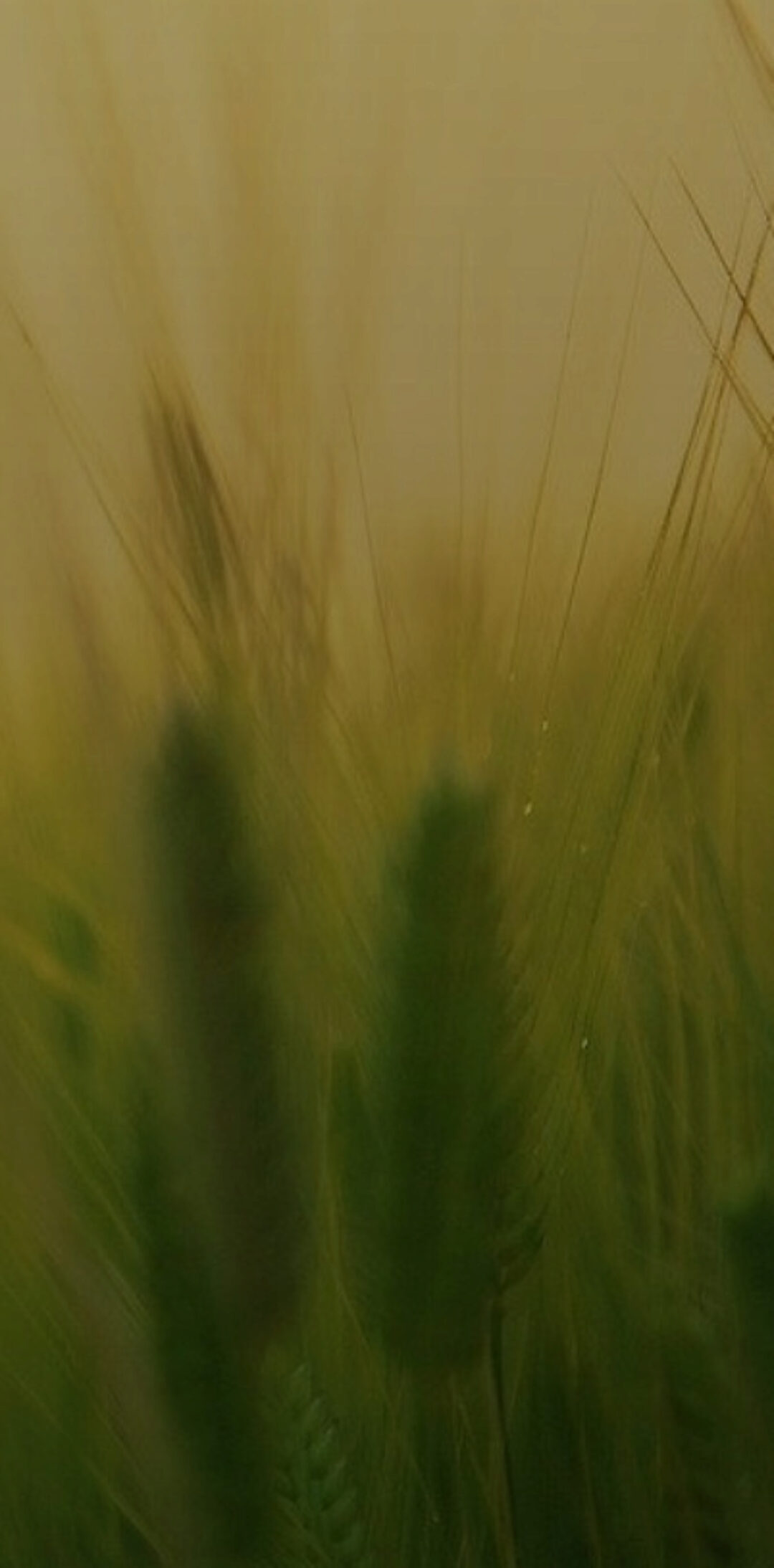 Курс по очистке и восстановлению кишечника «Здоровый кишечник». Тариф Продвинутый  (Ольга Крупенина)