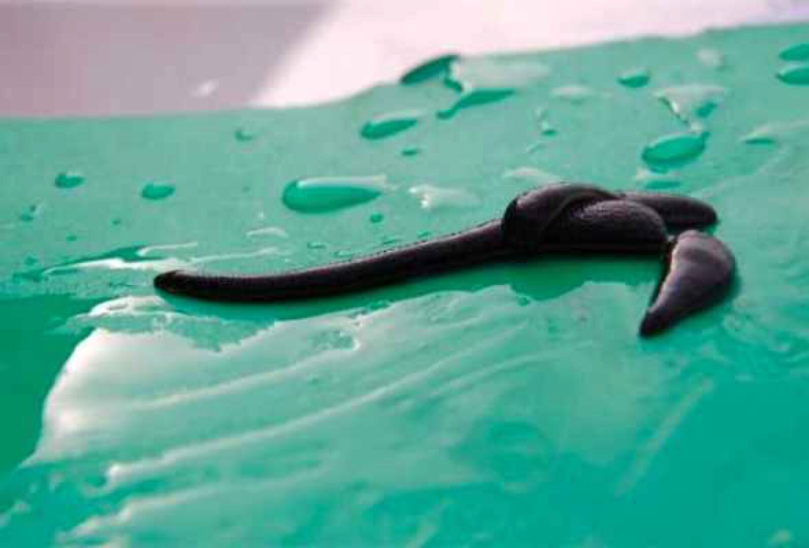 Оздоровление пиявками с нуля (Ольга Герман)