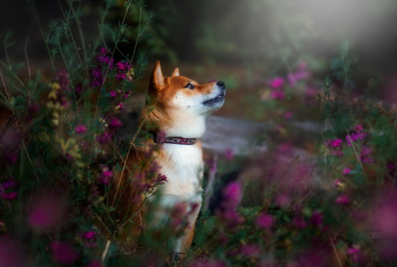 Фотограф и собака (Анастасия Кучина)