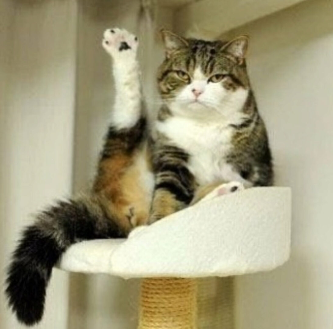 Тазобедренный сустав и его цепи. Основы биомеханики, преабилитация, эстетика (Анна Воронина)