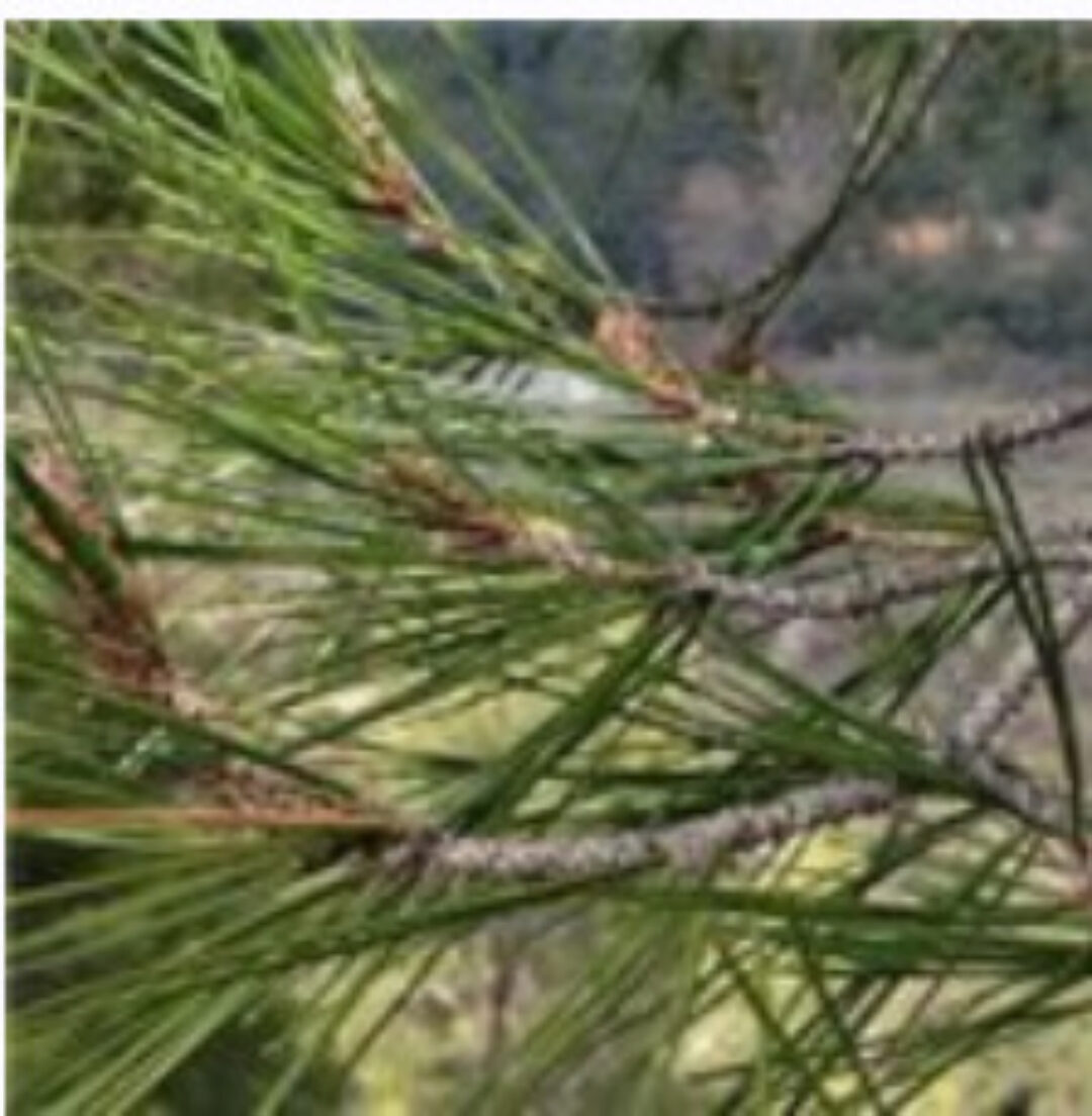 Сказкотерапия здоровья (Татьяна Зинкевич-Евстигнеева)