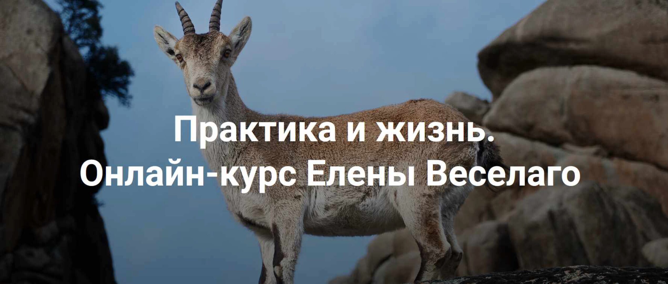 [Институт Открытого Поля] Практика и жизнь 2024. Две ступени (Елена Веселаго)