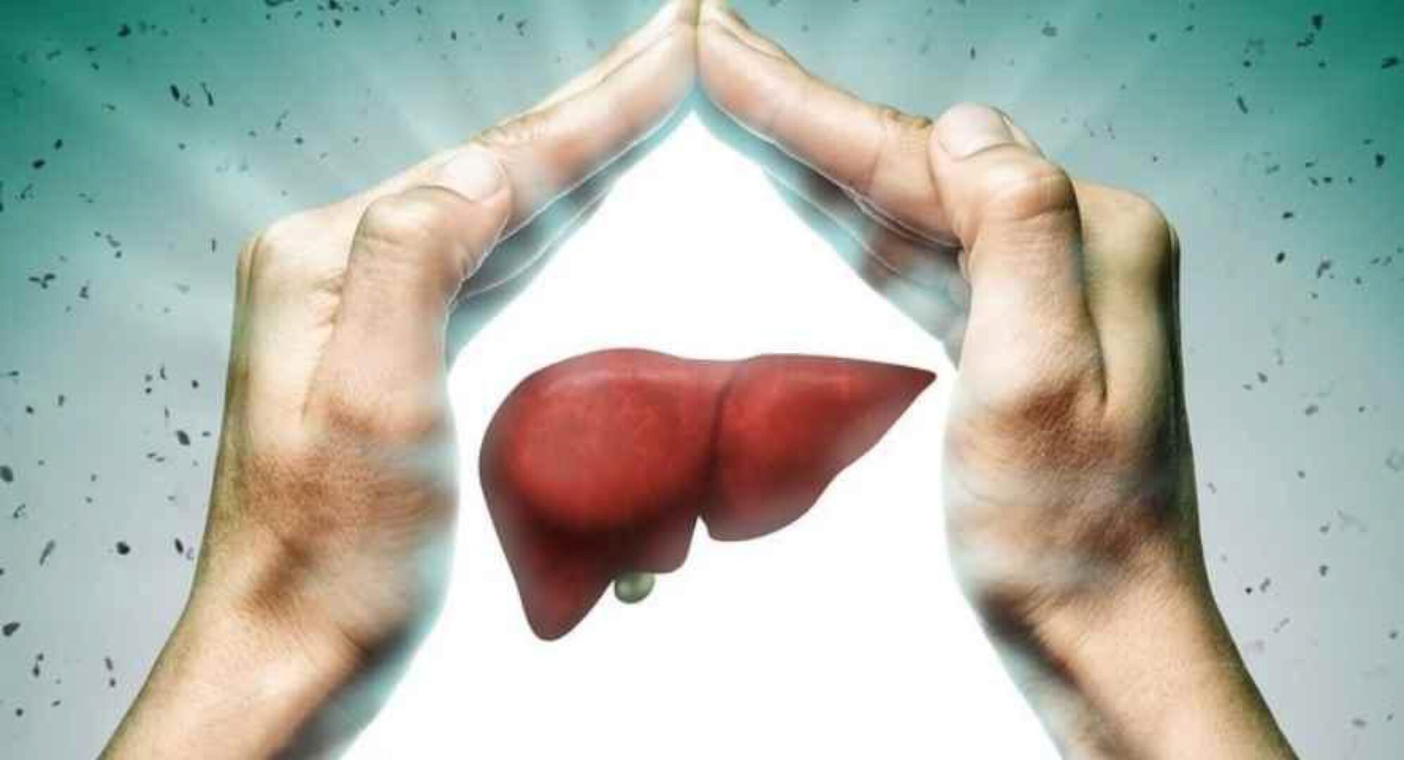 Печень - источник жизненного начала (Юлия Крекова-Блюм)