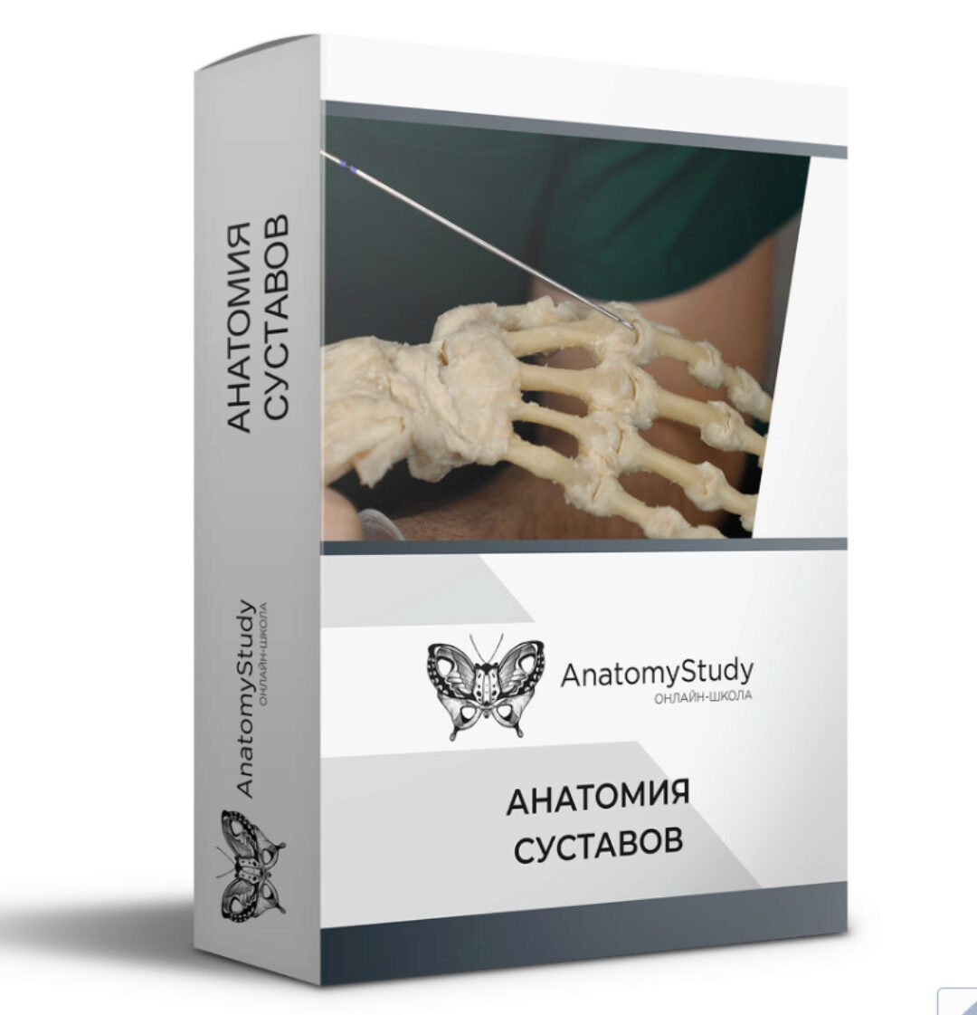 [Анатомия] Анатомия суставов (Сергей Скворцов)