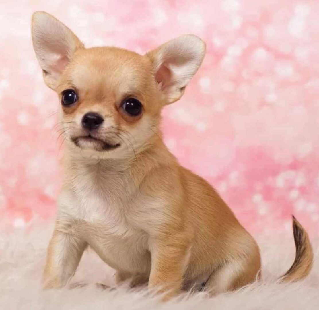 [Игрушки] Мастер класс «Чихуахуа» (Анна Метелева)