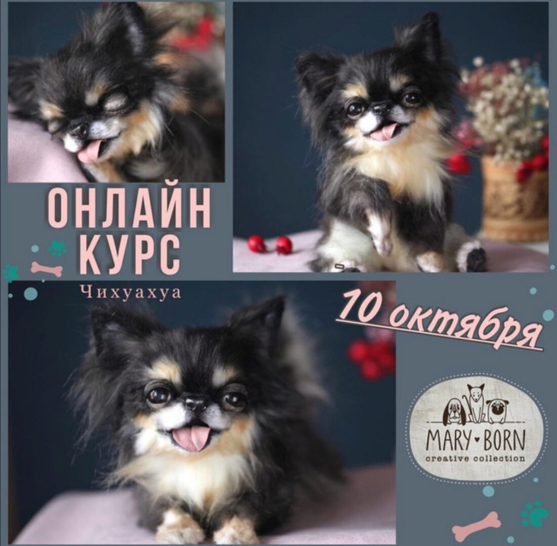 Чихуахуа (_maryborn_)