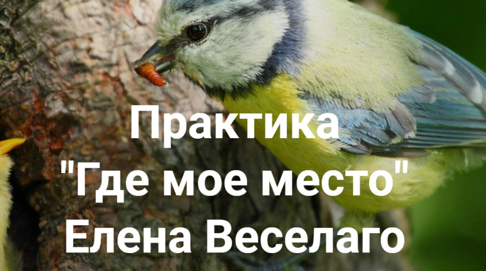 Где мое место (Елена Веселаго)